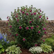 Image result for Hibiscus syriacus Violet Clair Double