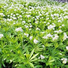 Image result for Galium