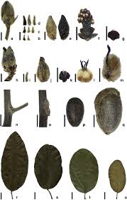 Image result for Albertisia exelliana