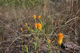Image result for Polygala macrostigma