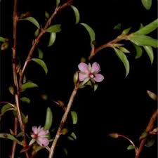 Image result for Sauvagesia