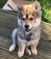 Search for pedigree puppies or rescue dogs for sale near you. Pomsky Chowski Japanese Shiba Inu Puppies For Sale Uk Celtic Star