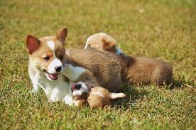 'best corgi breeders in virginia', 'virginia corgi breeders', 'corgi breeders in (va)' this is a good place to start and hopefully our breeder directory will help you find a breeder. Dogs Puppies Price List Puppies For Sale Price Cost Best Dog Breeders