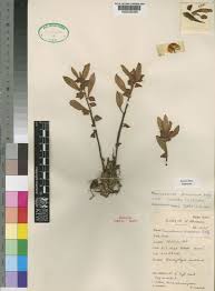 Image result for Monadenium discoideum