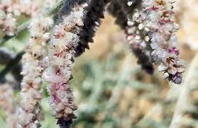 Image result for Aerva javanica