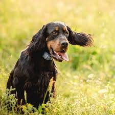 Image result for skotský setr gordonsetr