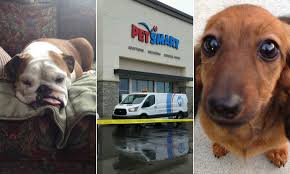 Dog Dead After Grooming Service At California Petco Peta