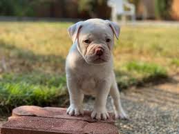 Profile for royal.hussle.bulldogs