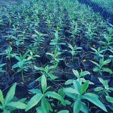 Image result for Warburgia ugandensis