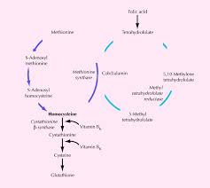 Image result for Homocysteine