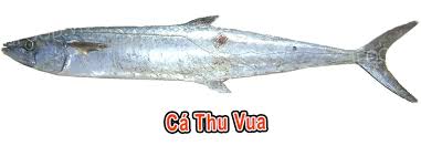 Ngay cả cá sấu, loài động vật được mệnh danh là vua đầm lầy, cũng thường xuyên phải né tránh những cuộc chạm trán tay đôi với hà mã. Ban Buon Ca Thu 1 Náº¯ng Nhá»¯ng Loáº¡i Ca Thu Cáº§n Biáº¿t Khi Mua
