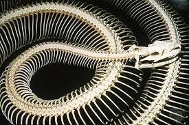 The Skeleton Snakes Wiresmash Snake Art Weird Looking Animals Skull And Bones