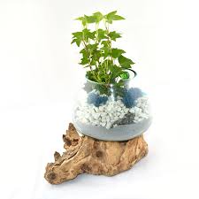 Jul 08, 2021 · ネットワークは、無線lanやルータ、sdn、ネットワーク仮想化など各種ネットワークの業務利用に関連するit製品・サービスの選定と導入を支援. Hand Blown Molten Glass On Teak Driftwood Terrarium Bowl