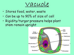 We did not find results for: Horticulture Plant Cells Cell Wall Only In Plant Cells Protection And Support Rigid And Stiff Made Of Cellulose Permeable Allows Substances To Pass Ppt Download
