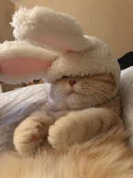 Pin By Yakamoz On Serotonin In 2020 Cute Goats Cute Little Animals Cute Creatures