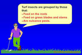 2 two groups of animals commonly injure turfgrass two groups vertebrates: Turfgrass Pest Management Category 3a Ppt Video Online Download