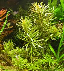 Image result for Nesaea