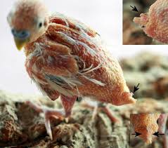 This filling goose banquet involves beak to tail eating; Burzeldruse Definition Und Synonyme Von Burzeldruse Im Worterbuch Deutsch