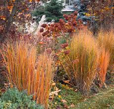 Image result for Tricalysia schliebenii