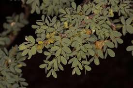 Image result for Acacia mellifera