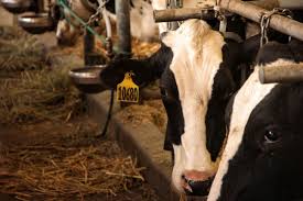 Image result for hoof disease chart for cow