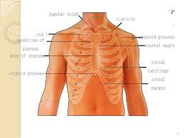 Superficial dissection of the back of the neck. Thorax 3 Thoracic Wall 4 5 Anterior View Clavicle Sternum Ribs Ppt Download