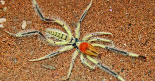 Nov 28, 2019 · while they look like giant spiders, camel crickets do not have fangs and will not bite human beings. Respiration Makes Camel Spiders Potent Predators Amnh