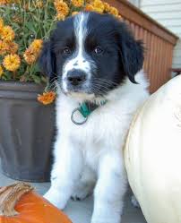 With mixed breeds, it can be difficult to predict with certainty the appearance of puppies as they grow up. Great Pyrenees Australian Shepherd Mix Puppies Dogs Breeds And Everything About Our Best Friends
