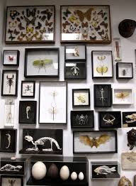 Pin By Bruno Piske On Interiors The Old Cabinet Of Curiosities Decor Gothic Home Decor