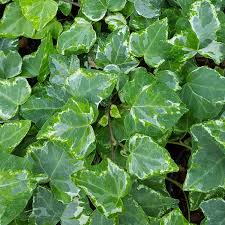 Последние твиты от hedera hashgraph (@hedera). Hedera Helix Minty The Plantsman S Preference