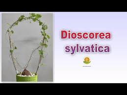 Image result for Dioscorea sylvatica