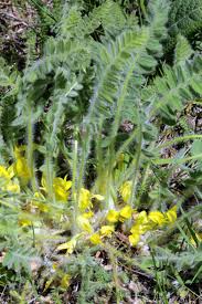 Image result for Astragalus atropilosulus