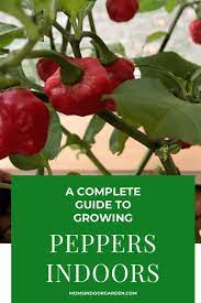 A Complete Guide To Growing Peppers Indoors Growing Peppers Stuffed Peppers Indoor Garden
