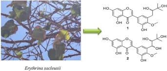 Image result for Erythrina sacleuxii