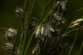 Image result for Eragrostis hispida