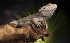 When bathing baby bearded dragons, just be sure that the water is very low and that they have. Why Is My Bearded Dragon Turning Black 13 Reasons Pet Keen