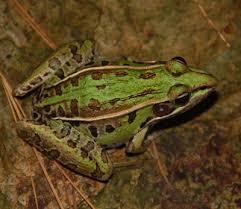 Image result for Lepidagathis andersoniana