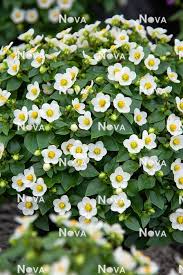 Image result for Exacum