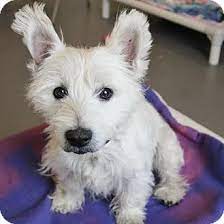 Pets4homes do not allow the third party sale of puppies. Smyrna Ga Westie West Highland White Terrier Meet Huxley A Dog For Adoption West Highland White Terrier Dog Adoption Pets