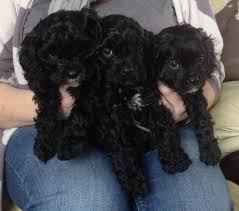 Interested in joining our waiting list? Black Cavapoo Puppies For Sale Ireland