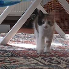 Ruyada Kedi Kovalamak Ne Anlama Gelir Neye Isarettir Ruya Tabirleri