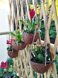 He Saws The Top Off A Coconut But What He Puts Inside Brilliant Hanging Plants Outdoor Hanging Plants Plants