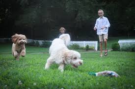 As premier australian labradoodle breeders in california, we take our labradoodle puppies seriously! Pa Australian Labradoodle Breeders Shop Our Non Shedding Dogs