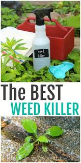 Chemical methods to remove dollar weed Natural 2 Ingredient Weed Killer Recipe The Homespun Hydrangea