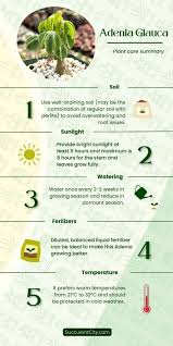 Image result for Adenia glauca