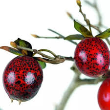 Image result for Diospyros sp. no. 1 sensu FZ