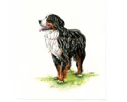 Bernese Mountain Dog Black Brown And White Fluffy Dog Reserved For Linda S Original Custom Pet Portrait By Wildfernfarm 85 Bernese Mountain Dog He S Dog Paintings Animal Portraits Drawing Custom Pet Portraits