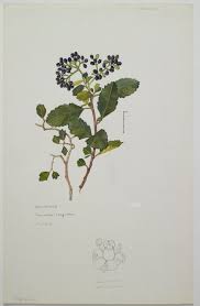 Image result for Icacinaceae