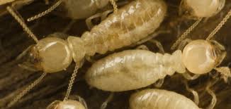 See more of vulcan termite and pest control, inc. Why Do Termites Swarm Vulcan Termite Pest Control