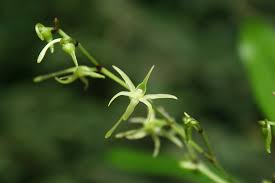 Image result for Angraecum calceolus
